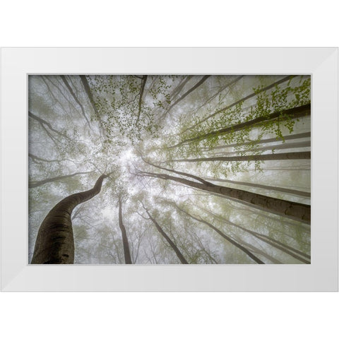 Forest Views White Modern Wood Framed Art Print by Pavlasek, Tom
