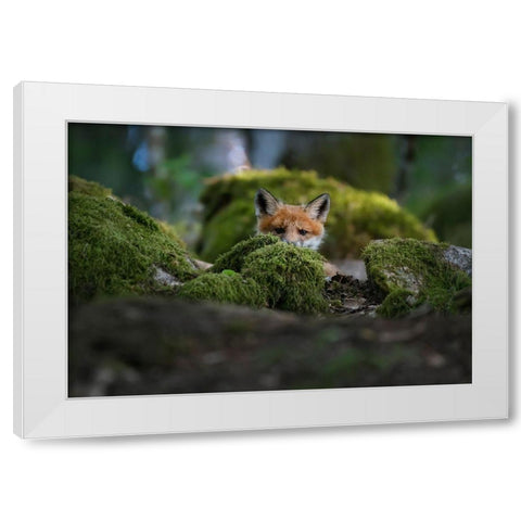 Curious Fox White Modern Wood Framed Art Print by Lindsten, Christian