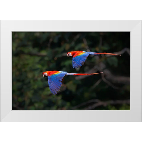 The Couple White Modern Wood Framed Art Print by Feng, Young