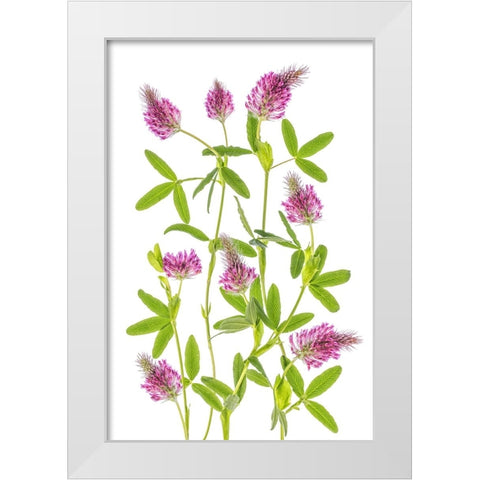 Trifolium White Modern Wood Framed Art Print by Disher, Mandy