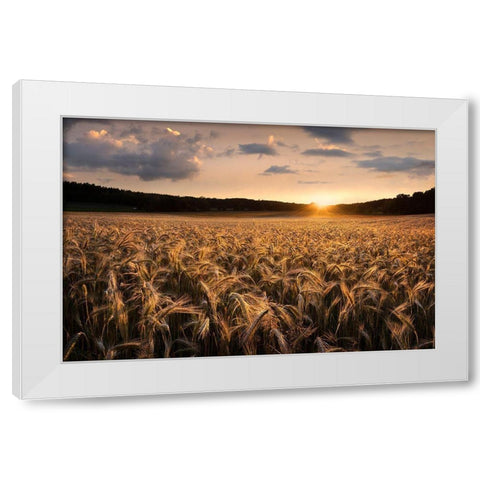 Fields Of Gold White Modern Wood Framed Art Print by Lindsten, Christian