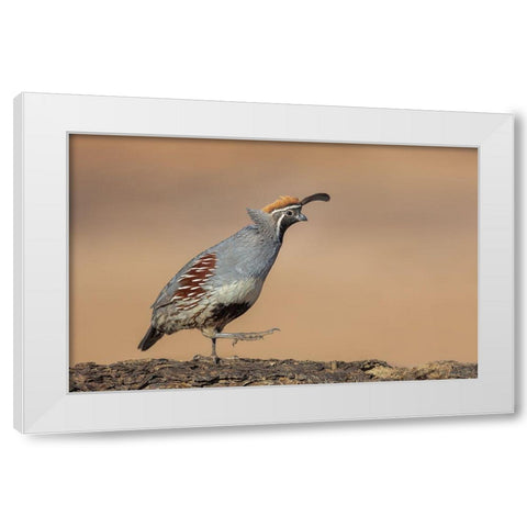 Forward-March! White Modern Wood Framed Art Print by Barsh, Greg