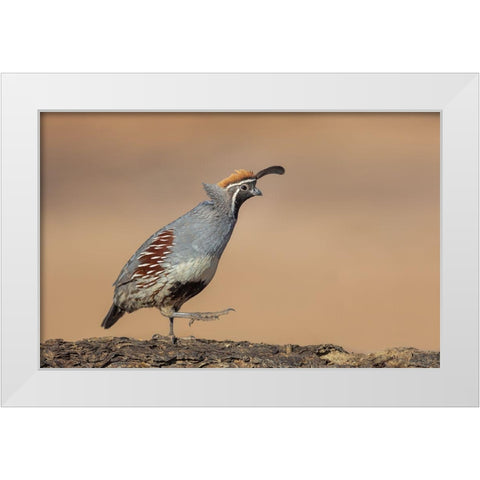 Forward-March! White Modern Wood Framed Art Print by Barsh, Greg