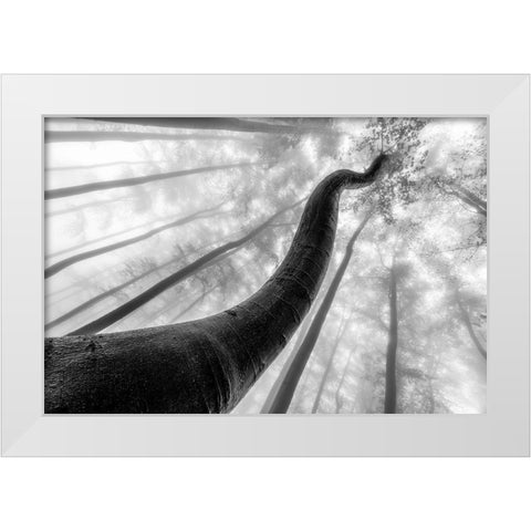 Tree Shapes White Modern Wood Framed Art Print by Pavlasek, Tom