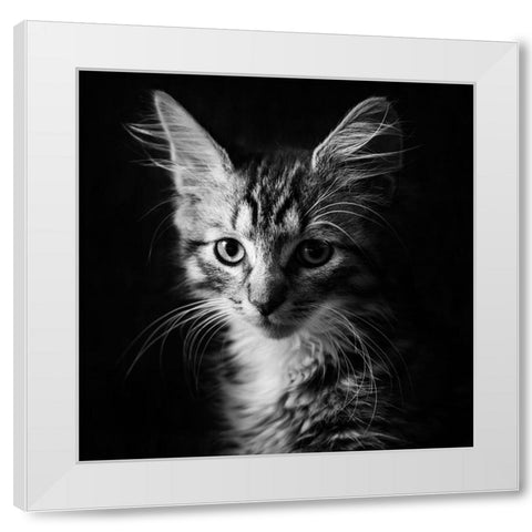 Laban White Modern Wood Framed Art Print by Holmqvist, Marcus