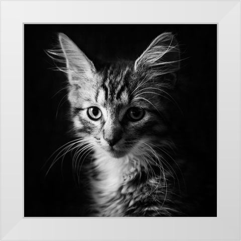 Laban White Modern Wood Framed Art Print by Holmqvist, Marcus