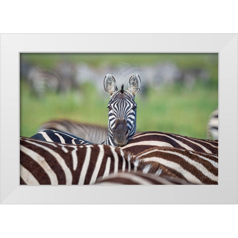 Make A Difference....Stand Out In The Crowd White Modern Wood Framed Art Print by C. Sink, Jeffrey