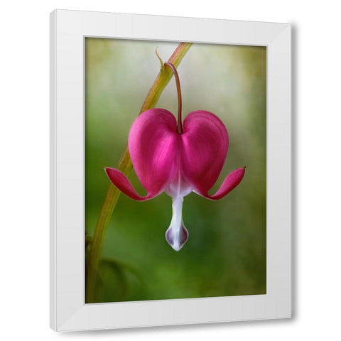 Bleeding Heart White Modern Wood Framed Art Print by Disher, Mandy
