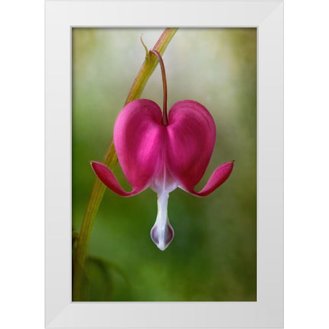 Bleeding Heart White Modern Wood Framed Art Print by Disher, Mandy