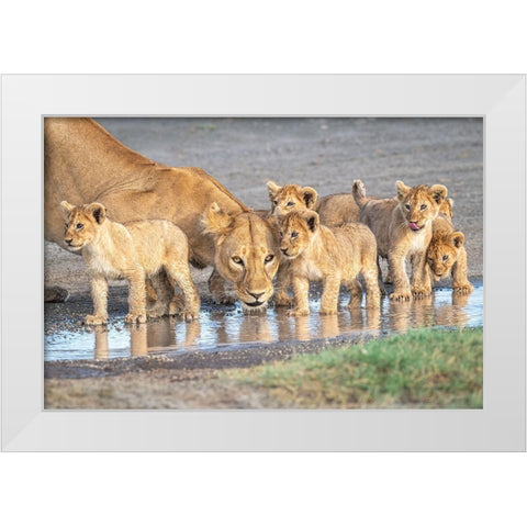 Wariness At The Water Hole White Modern Wood Framed Art Print by C. Sink, Jeffrey