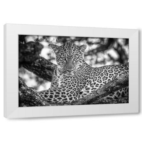 Monochrome Beauty White Modern Wood Framed Art Print by C. Sink, Jeffrey