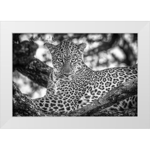 Monochrome Beauty White Modern Wood Framed Art Print by C. Sink, Jeffrey