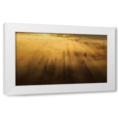 Morning In The Forest White Modern Wood Framed Art Print by Krivec, Ales