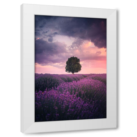Lavender Fields, Isparta White Modern Wood Framed Art Print by Cevik, Cuma