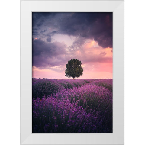 Lavender Fields, Isparta White Modern Wood Framed Art Print by Cevik, Cuma