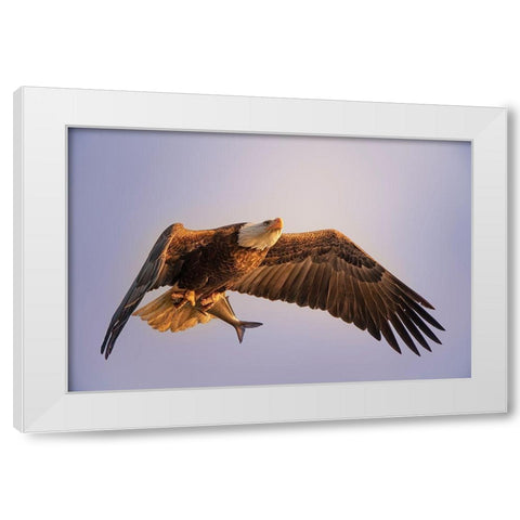 Eagle White Modern Wood Framed Art Print by Huang, Tao