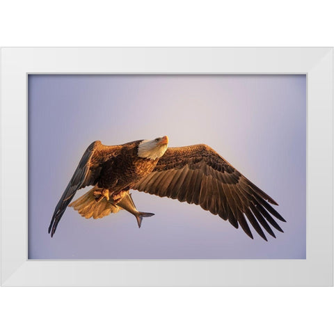 Eagle White Modern Wood Framed Art Print by Huang, Tao
