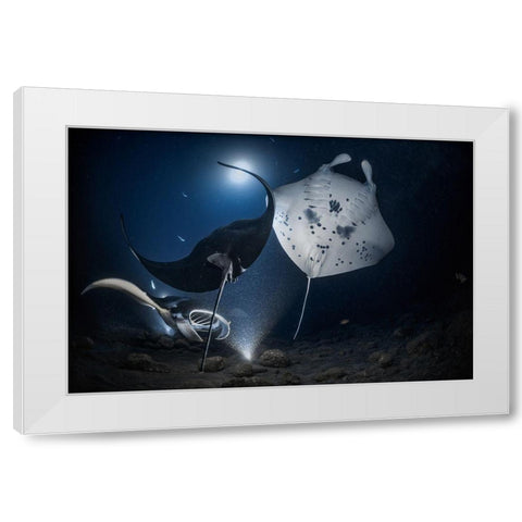 Mantas Night Out White Modern Wood Framed Art Print by Lu, Jennifer