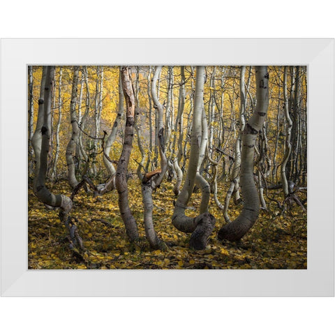 Crooked Aspen White Modern Wood Framed Art Print by Li, Alex