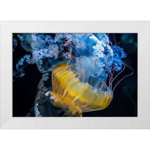 Underwater Dancer White Modern Wood Framed Art Print by Lacina, Renata