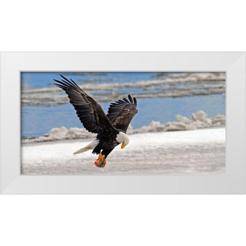 The Prize White Modern Wood Framed Art Print by Hallkc