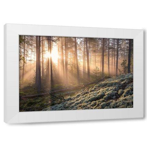 Fog In The Forest With White Moss In The Forground White Modern Wood Framed Art Print by Lindsten, Christian