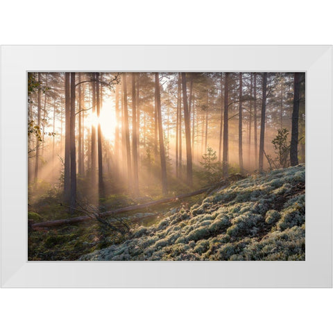 Fog In The Forest With White Moss In The Forground White Modern Wood Framed Art Print by Lindsten, Christian