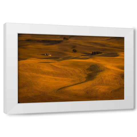 Wheat Field In Sunset White Modern Wood Framed Art Print by Wang, David
