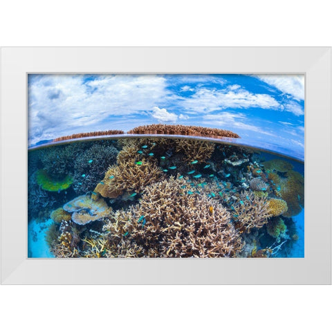 Split Level From Mayotte Reef White Modern Wood Framed Art Print by Gabriel, Barathieu