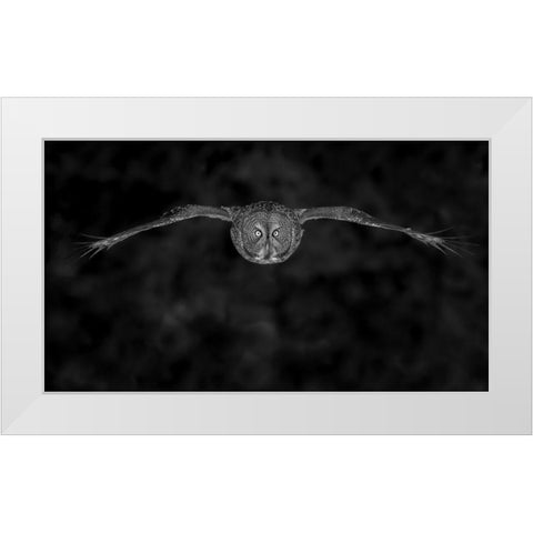 Great Gray Owl In Fly White Modern Wood Framed Art Print by Wang, Bo