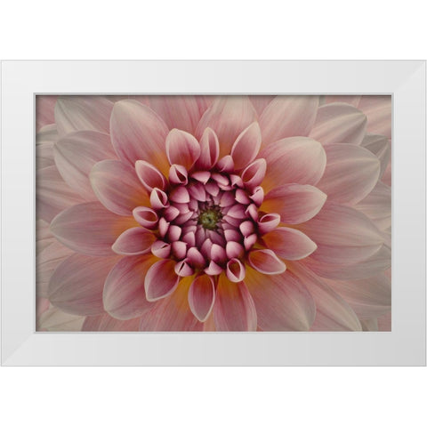 Blush White Modern Wood Framed Art Print by Urbanski, Richard