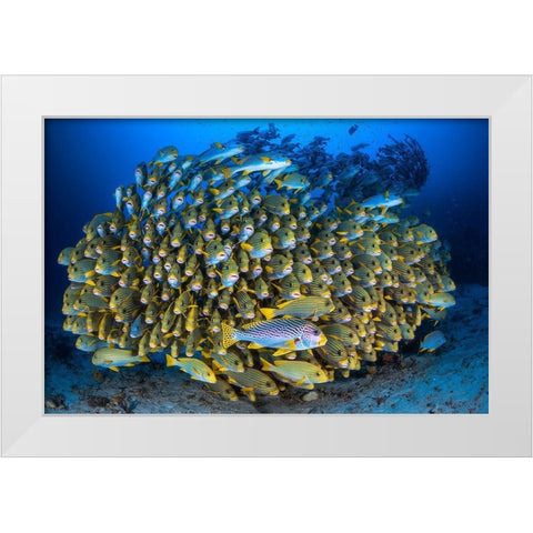 Cape Kris School Of Sweetlips White Modern Wood Framed Art Print by Gabriel, Barathieu