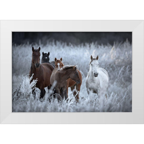 One Frosty Morning.. White Modern Wood Framed Art Print by Sokolovsky, Vlad