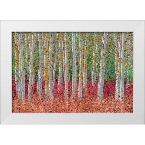 Birch Forest White Modern Wood Framed Art Print by Kravanja, Jure