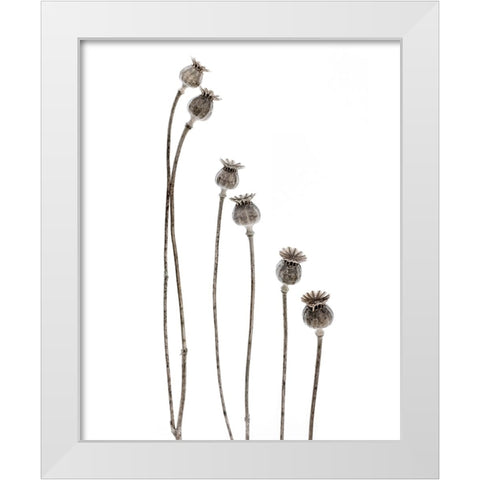 Last Years Flowering Poppies White Modern Wood Framed Art Print by Gronkjar, Lotte