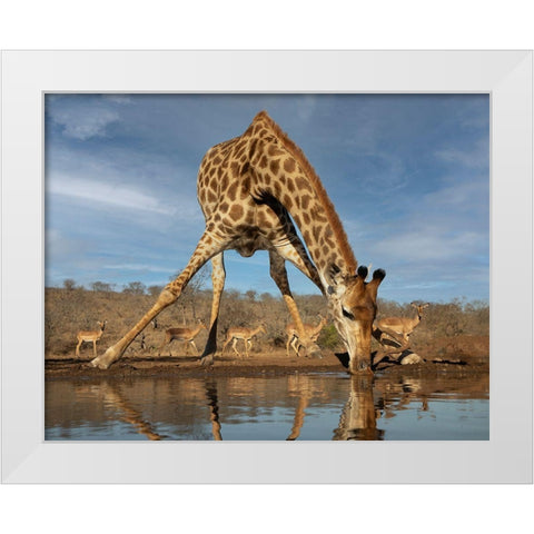 Giraffe Having A Drink White Modern Wood Framed Art Print by D Lester, Linda