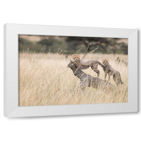 Curious Kitties White Modern Wood Framed Art Print by Doyle, Renee