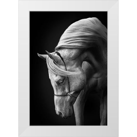 White Stallion White Modern Wood Framed Art Print by Leinemann, Ulrike