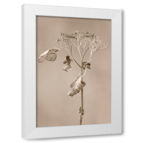 Withered Hydrangea_002 White Modern Wood Framed Art Print by Suzuki, Takashi
