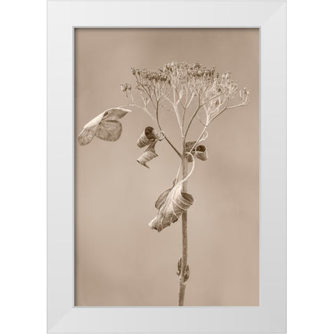 Withered Hydrangea_002 White Modern Wood Framed Art Print by Suzuki, Takashi