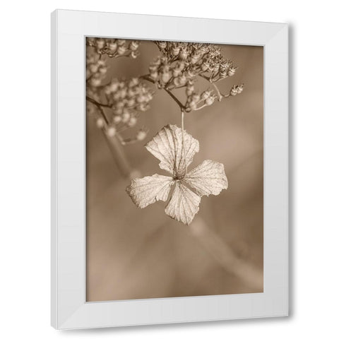 Withered Hydrangea_003 White Modern Wood Framed Art Print by Suzuki, Takashi