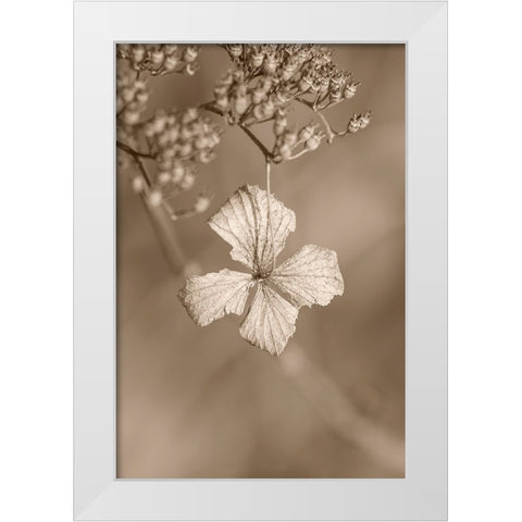 Withered Hydrangea_003 White Modern Wood Framed Art Print by Suzuki, Takashi