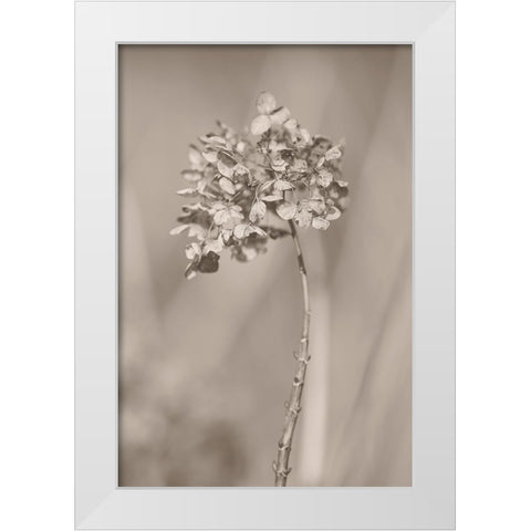 Withered Hydrangea_004 White Modern Wood Framed Art Print by Suzuki, Takashi