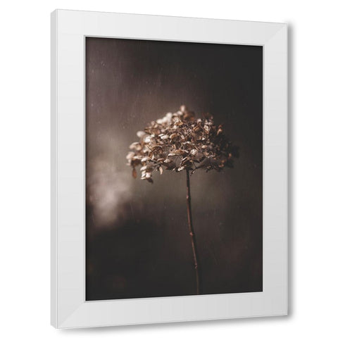 Withered Hydrangea_005 White Modern Wood Framed Art Print by Suzuki, Takashi