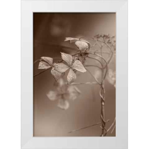 Withered Hydrangea_007 White Modern Wood Framed Art Print by Suzuki, Takashi