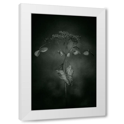 Withered Hydrangea_009 White Modern Wood Framed Art Print by Suzuki, Takashi