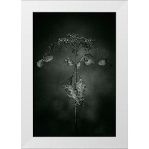 Withered Hydrangea_009 White Modern Wood Framed Art Print by Suzuki, Takashi