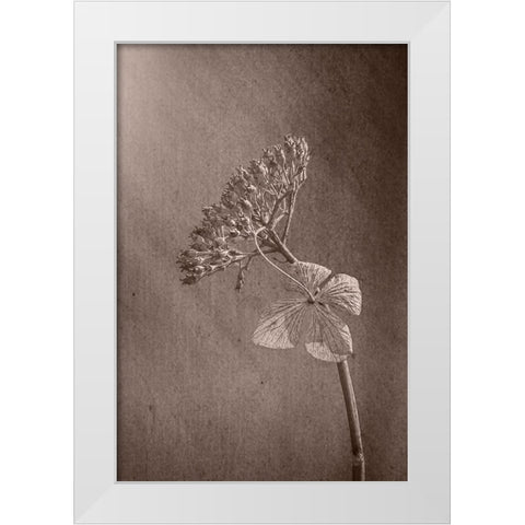 Withered Hydrangea_010 White Modern Wood Framed Art Print by Suzuki, Takashi