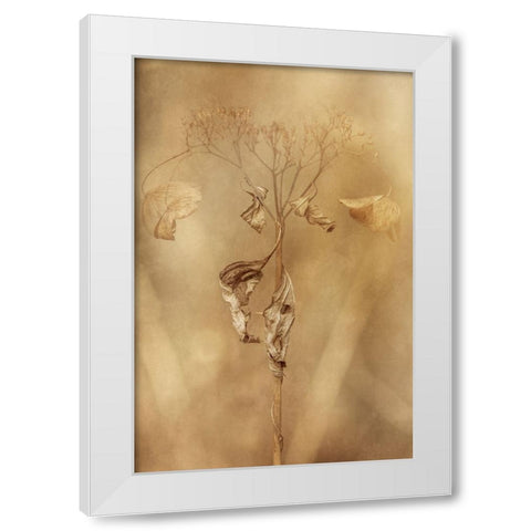 Withered Hydrangea_011 White Modern Wood Framed Art Print by Suzuki, Takashi
