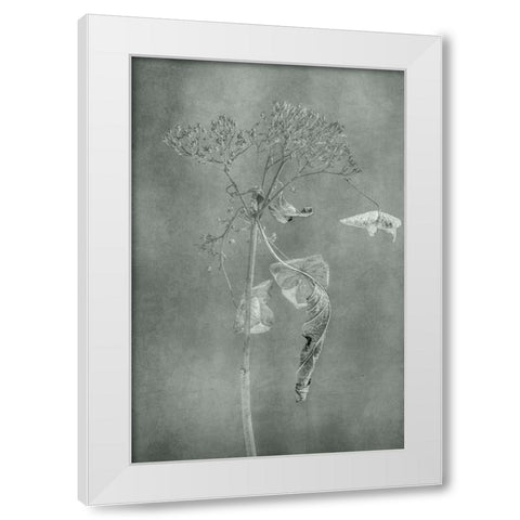Withered Hydrangea_012 White Modern Wood Framed Art Print by Suzuki, Takashi
